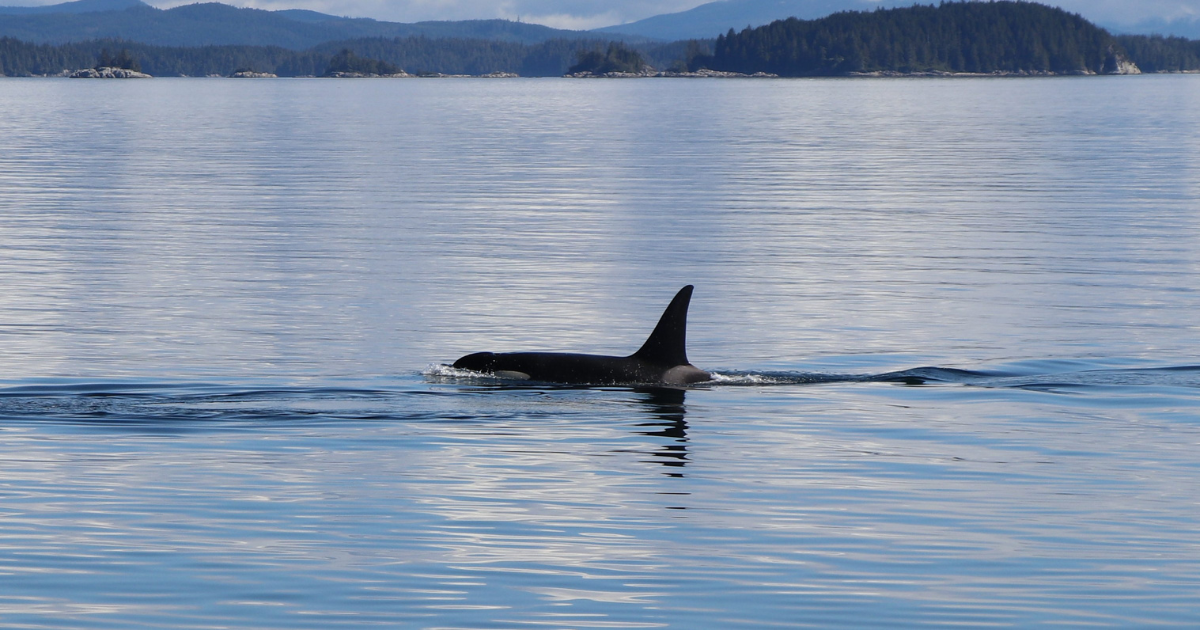 A single killer whale swimming by itself. End of image description 