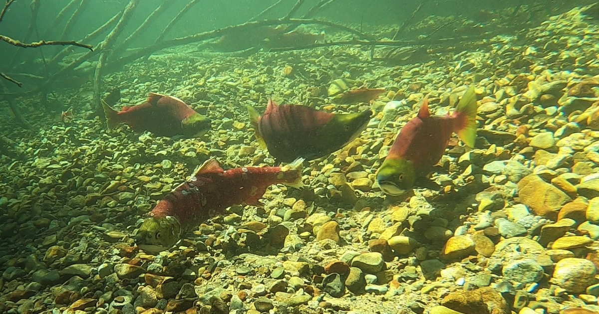 A run of salmon - one of them look sick with white spots and a decaying tail. End of image description.