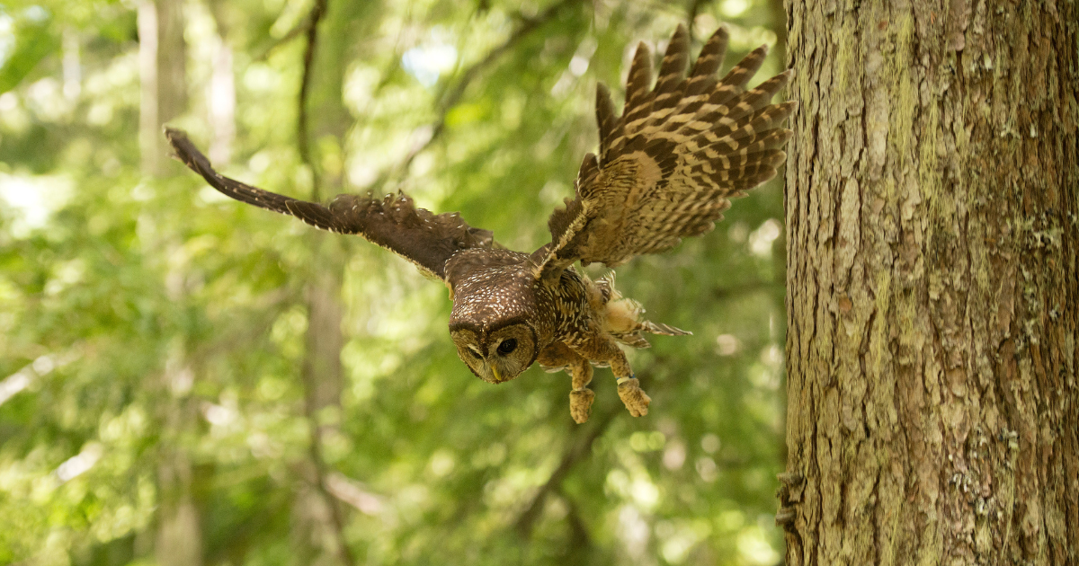 A spotted owl flying through the forest. End of image description. 