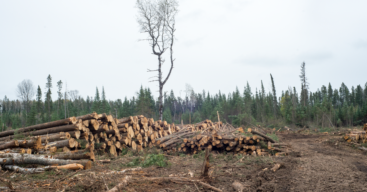 A stack of logged trees at Duck Mountain. End of image description.