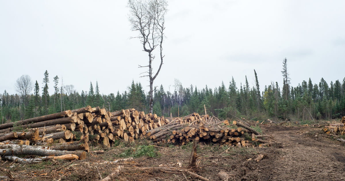 A stack of logged trees at Duck Mountain. End of image description. 