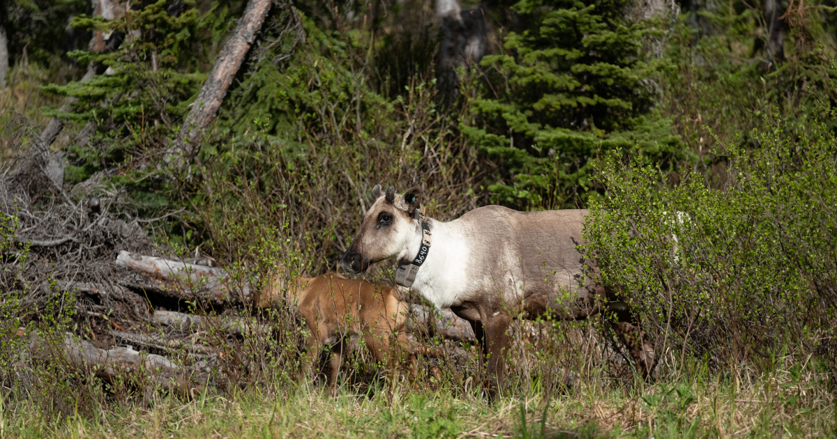 A caribou cow and calf in the forest. End of image description.