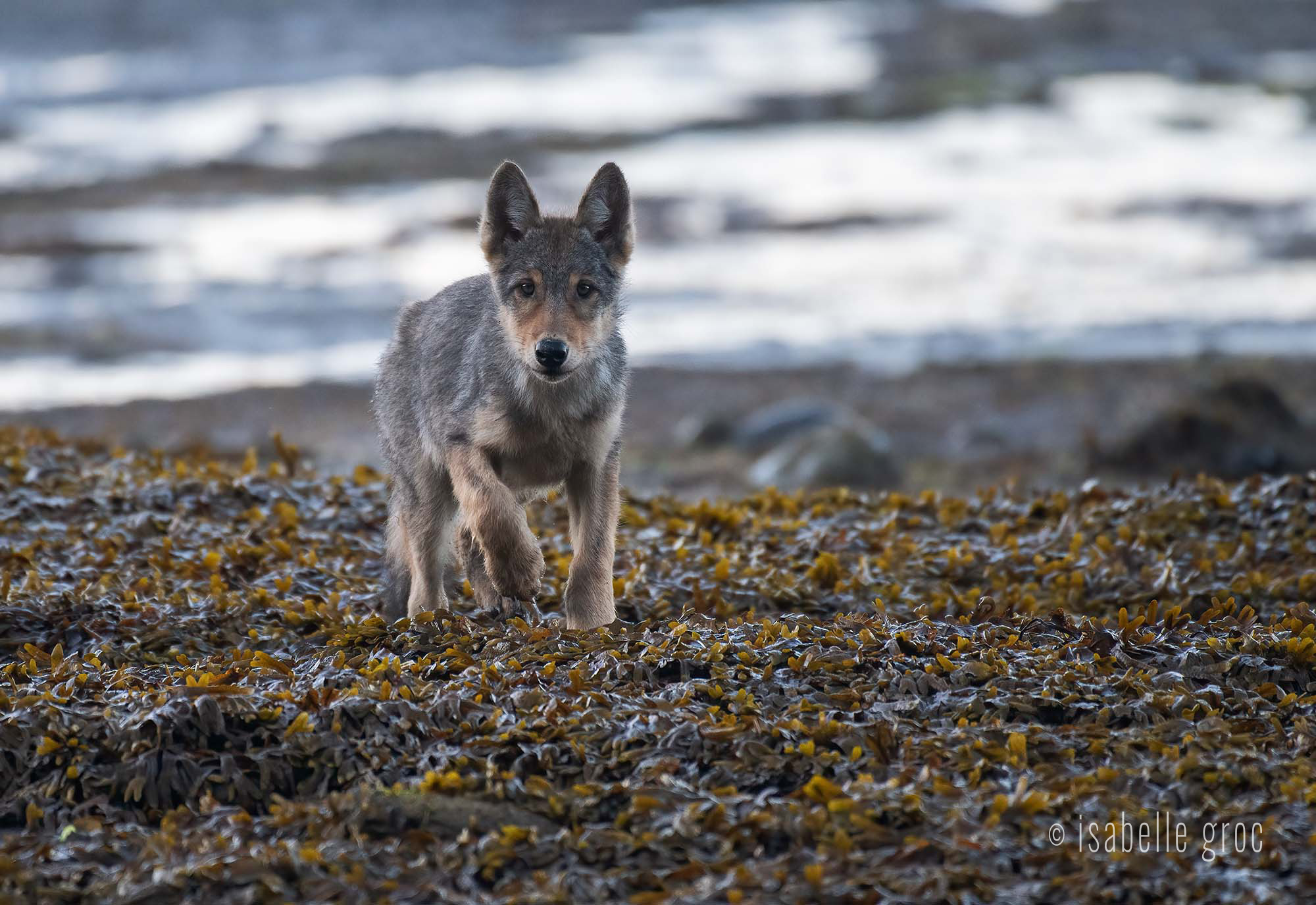 A wolf puppy on the beach. End of image description.
