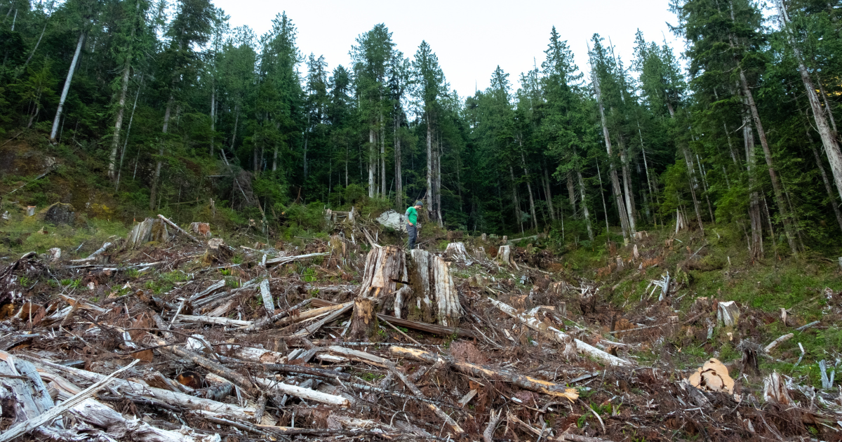 A man standing on top of a clearcut stump. End of image description.