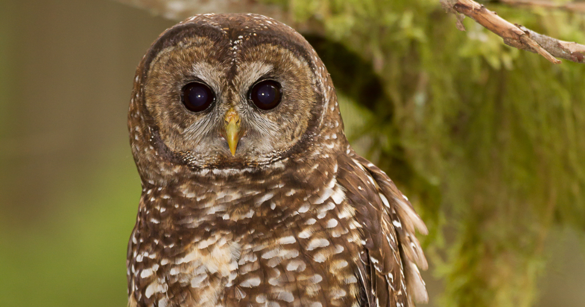 A spotted owl stares at the camera. End of image description.