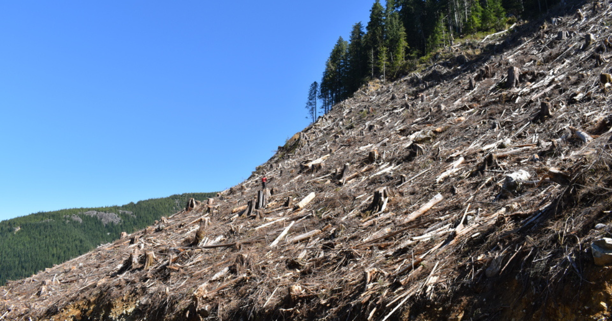 Someone standing in the middle of a large patch of logged old-growth. End of image description.