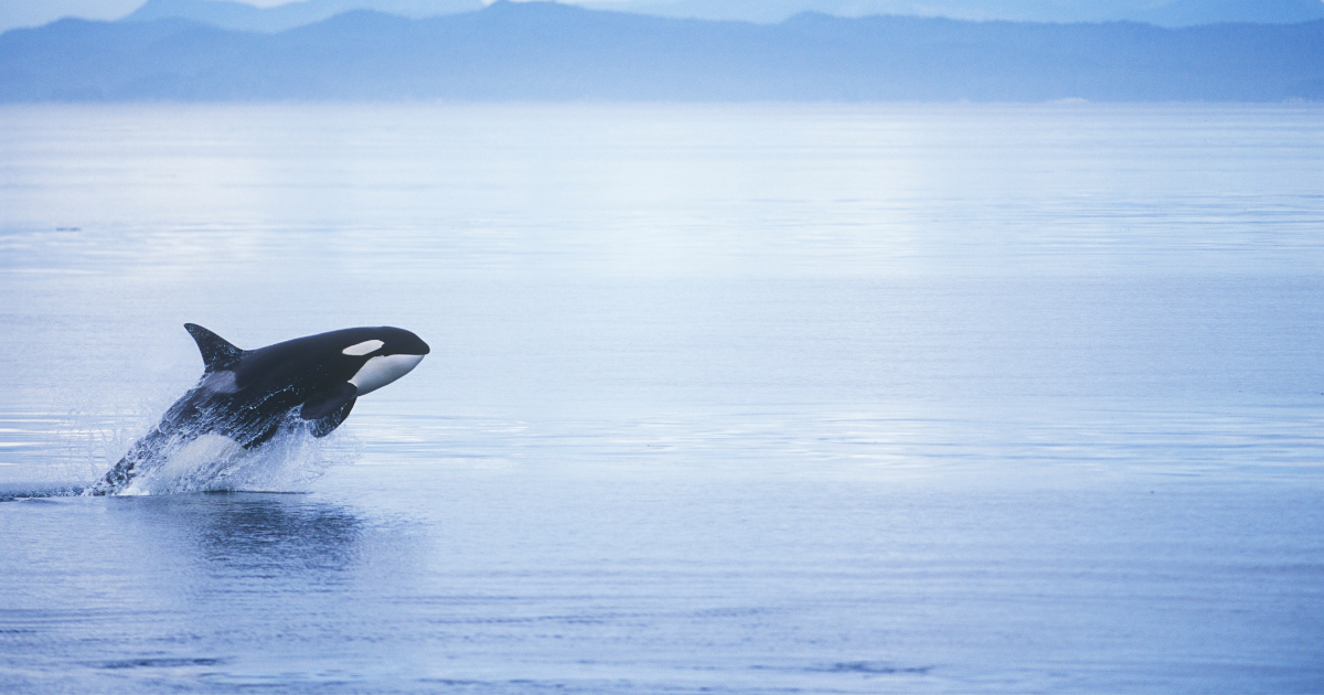 A killer whale breaching our of the water. End of image description. 