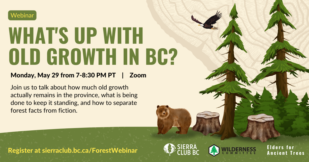 A cartoon bear and eagle emerging from a clearcut old-growth forest. Text on the image says "What's up with old-growth in BC? Monday May 29 from 7 - 8:30PM PT | Zoom. Join us to talk about how much old-growth actually remains in the province, what is being done to keep it standing and how to seperate forest facts from fiction." End of image description.