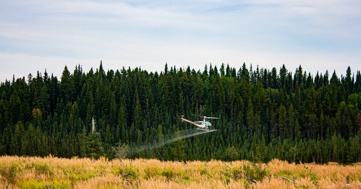 A helicopter spraying herbicide over a field. End of image description.
