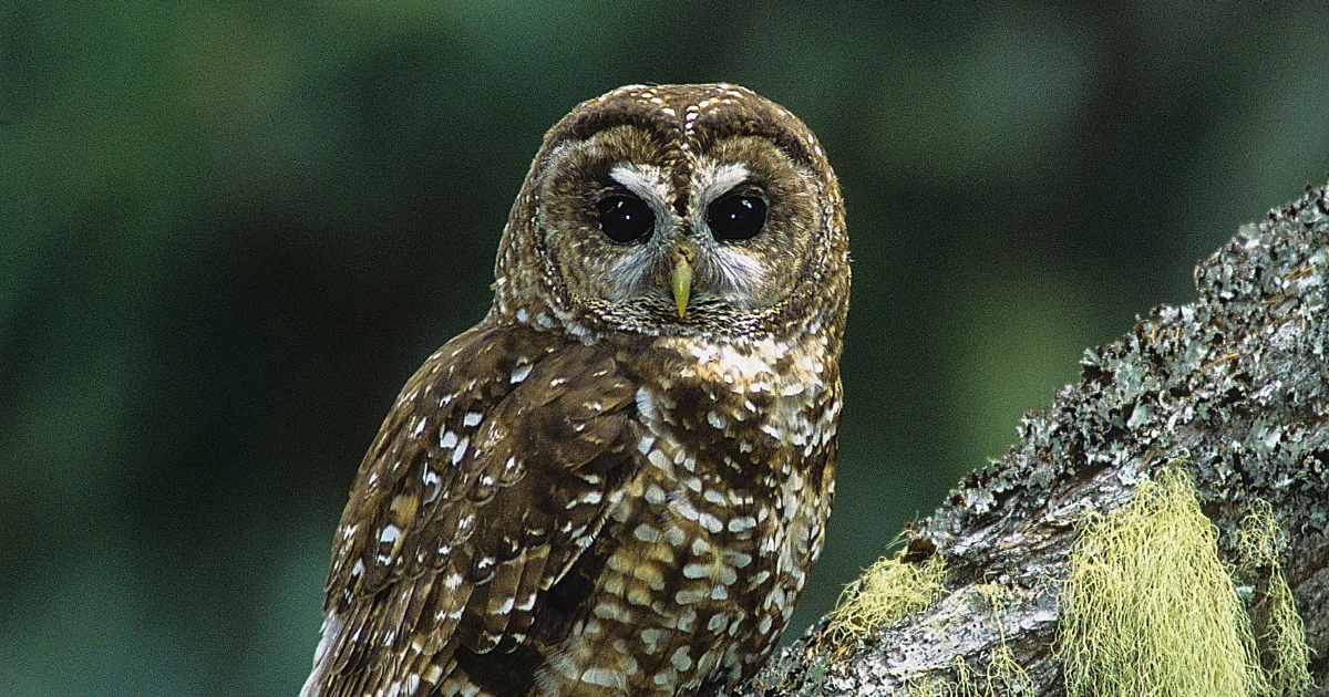 A spotted owl perched on a tree, looking at the camera. End of image description.