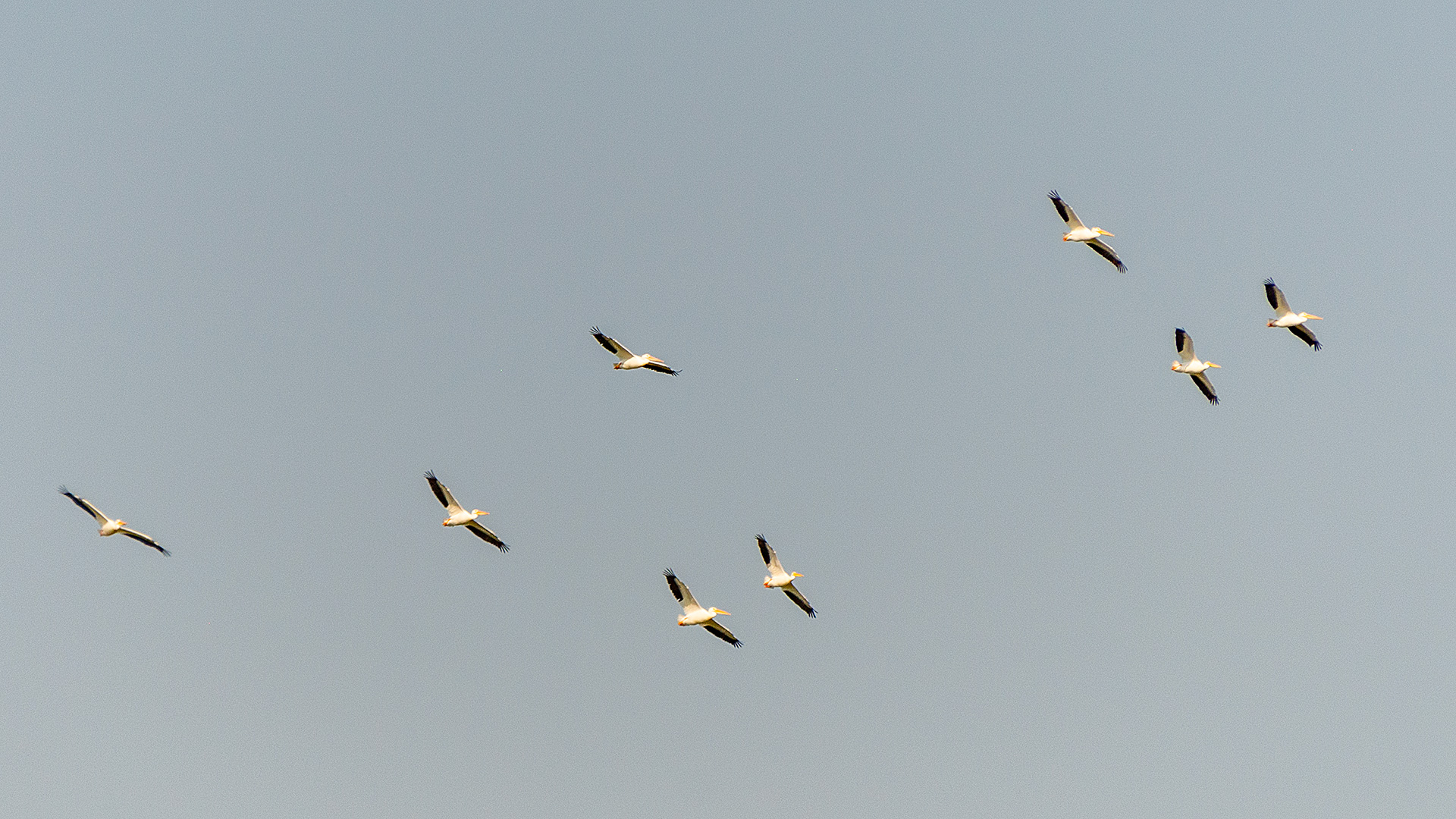 Pelicans flying near Pemmican Island