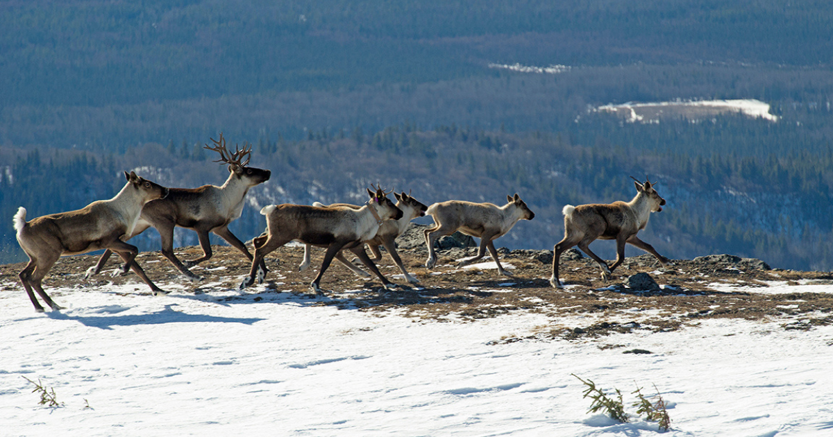 Members of a caribou herd running together in the snow. End of image description. 