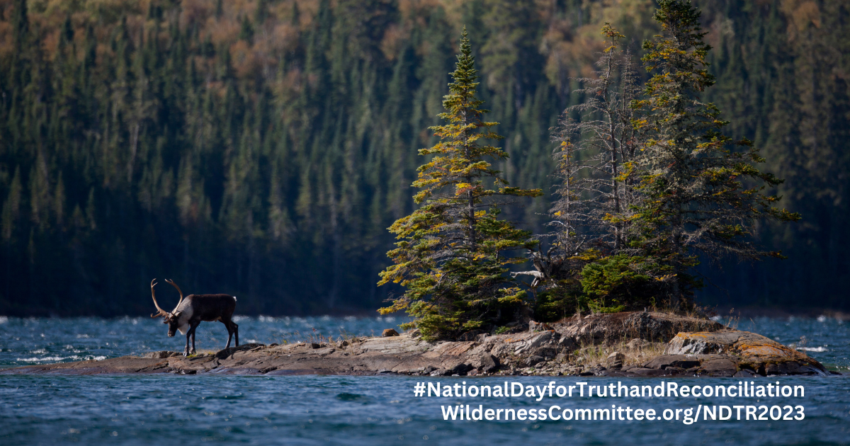 A caribou in a forest near a river. End of image description. 