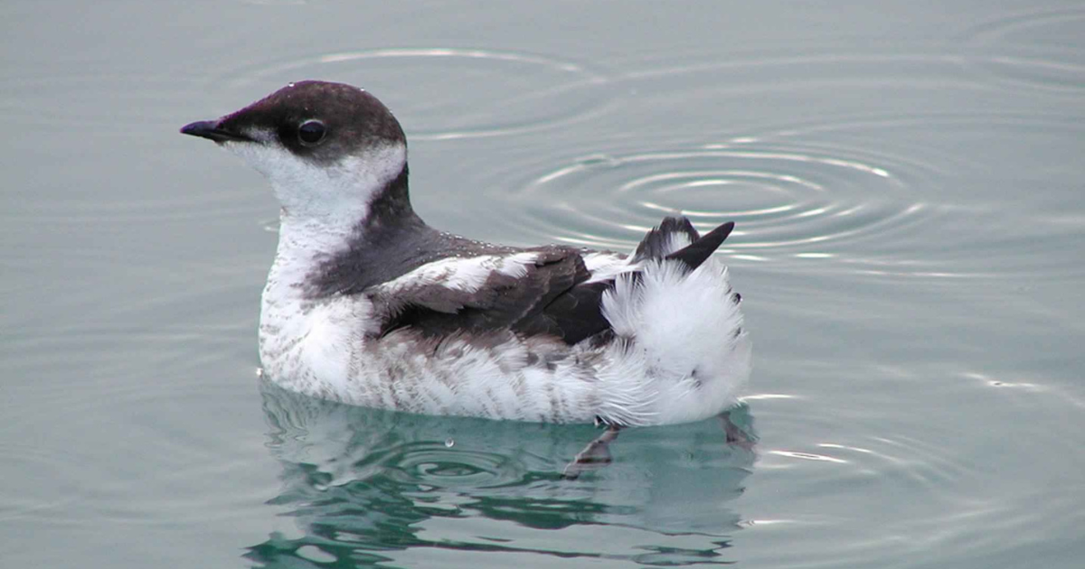 A marbled murrelet swimming in the water. End of image description. 
