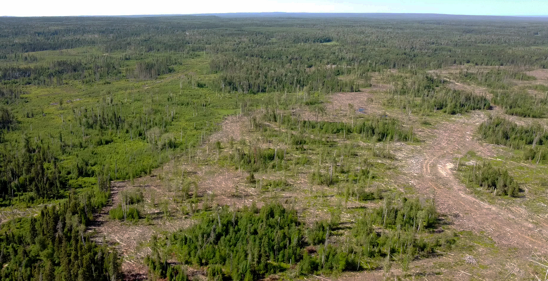 Large clearcuts in Duck Mountain Provincial Park