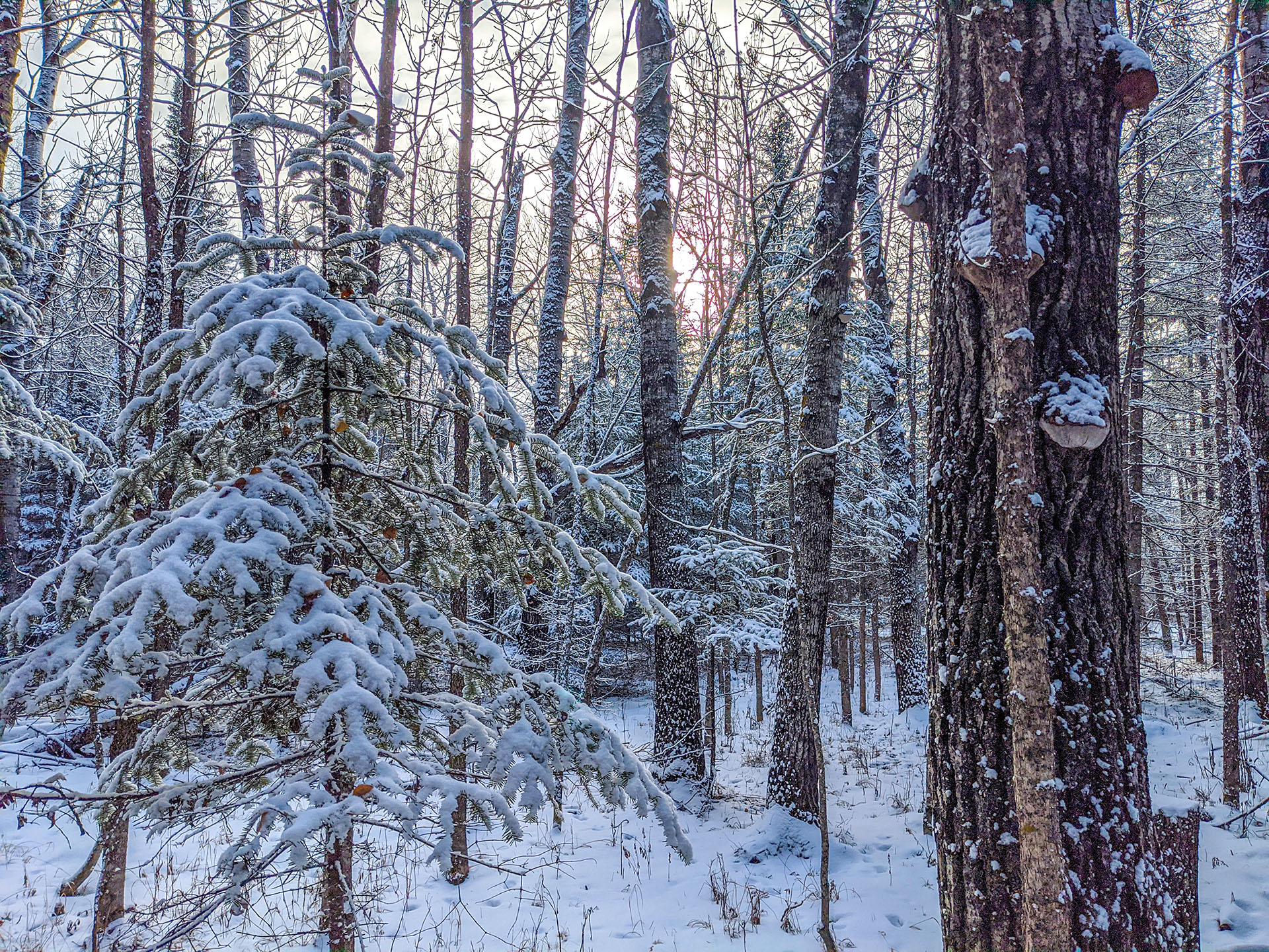 A poplar forest in winter