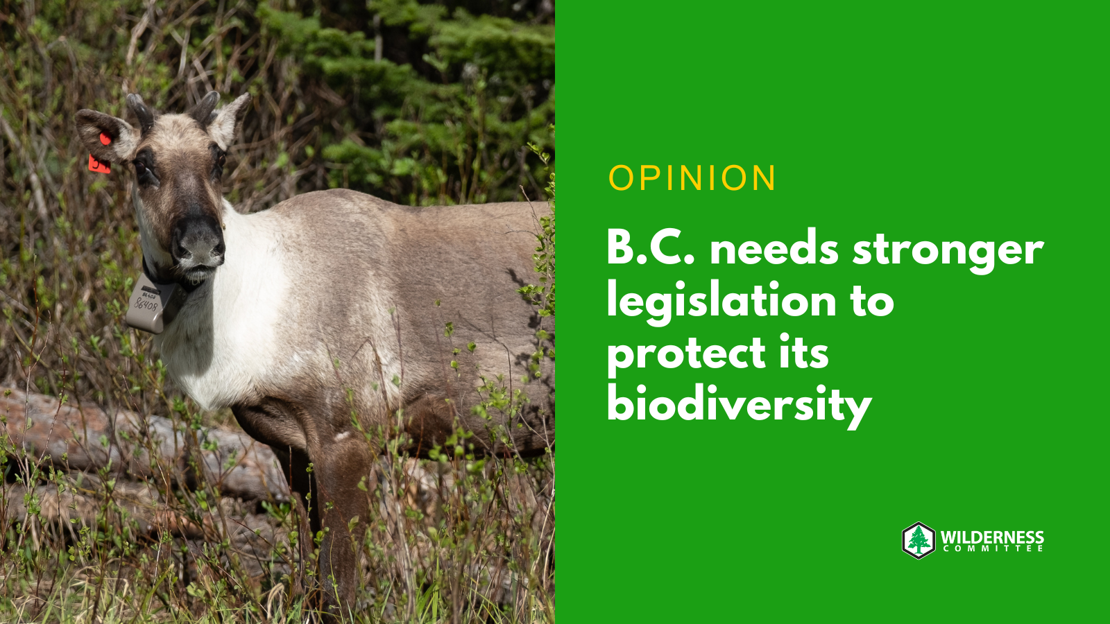 A caribou with a tracking collar on. Text on the image says "opinion: BC needs a strong biodiversity law." End of image description. 