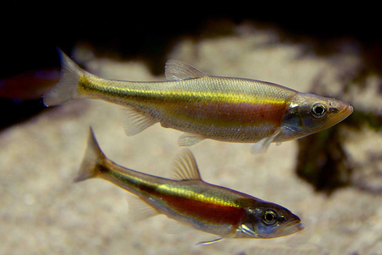 Two Redside Dace minnow fishes. End of image description. 