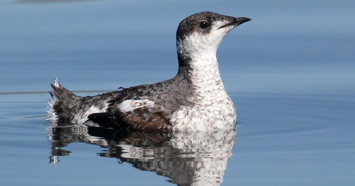 A marbled murrelet swimming in the water. End of image description. 