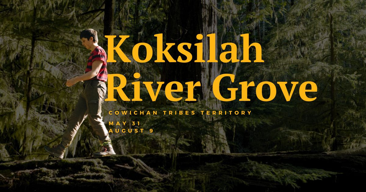 A person walking on a log in a forest. Text on the image says "Koksilah River Grove. Cowichan Tribes Territory. May 31, April 9."
