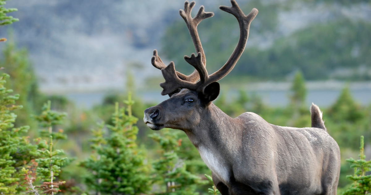 Caribou. Photo credit: Mark Bradley