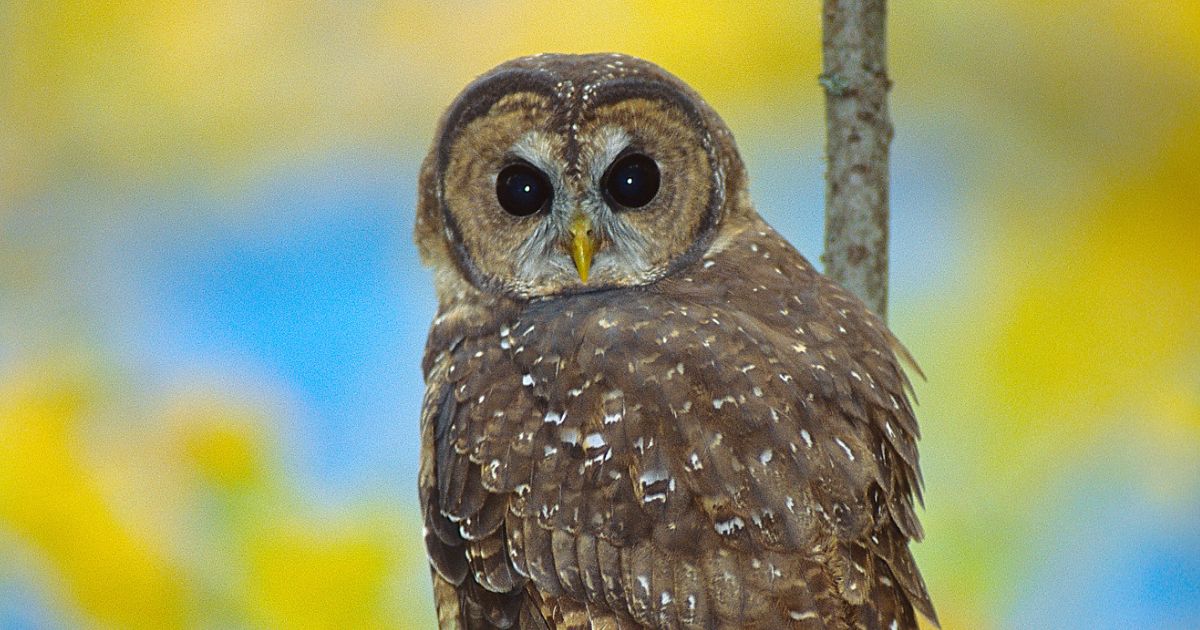 Northern Spotted Owl (Jared Hobbs)