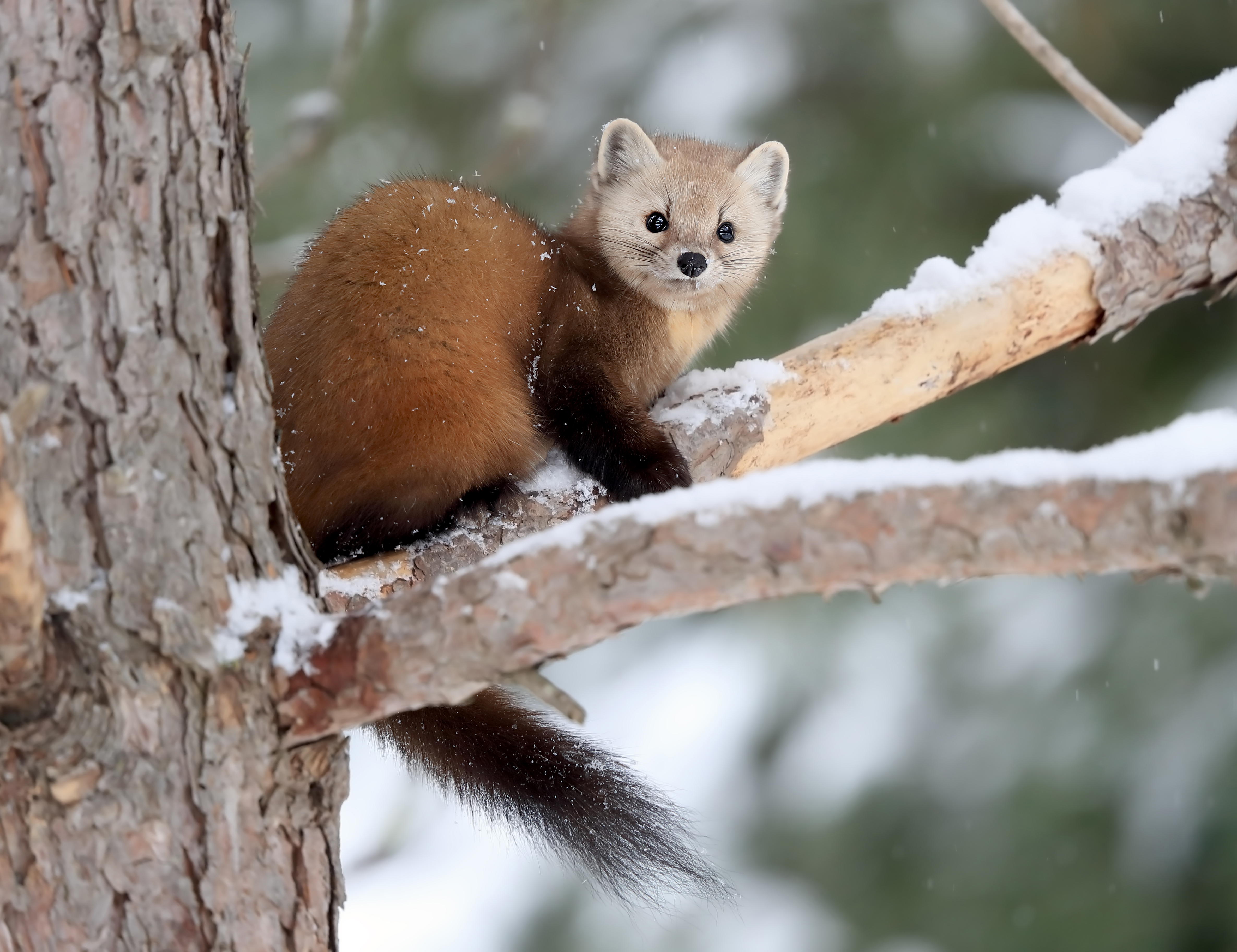 Pine marten sitting on snowy tree branch looking at camera.