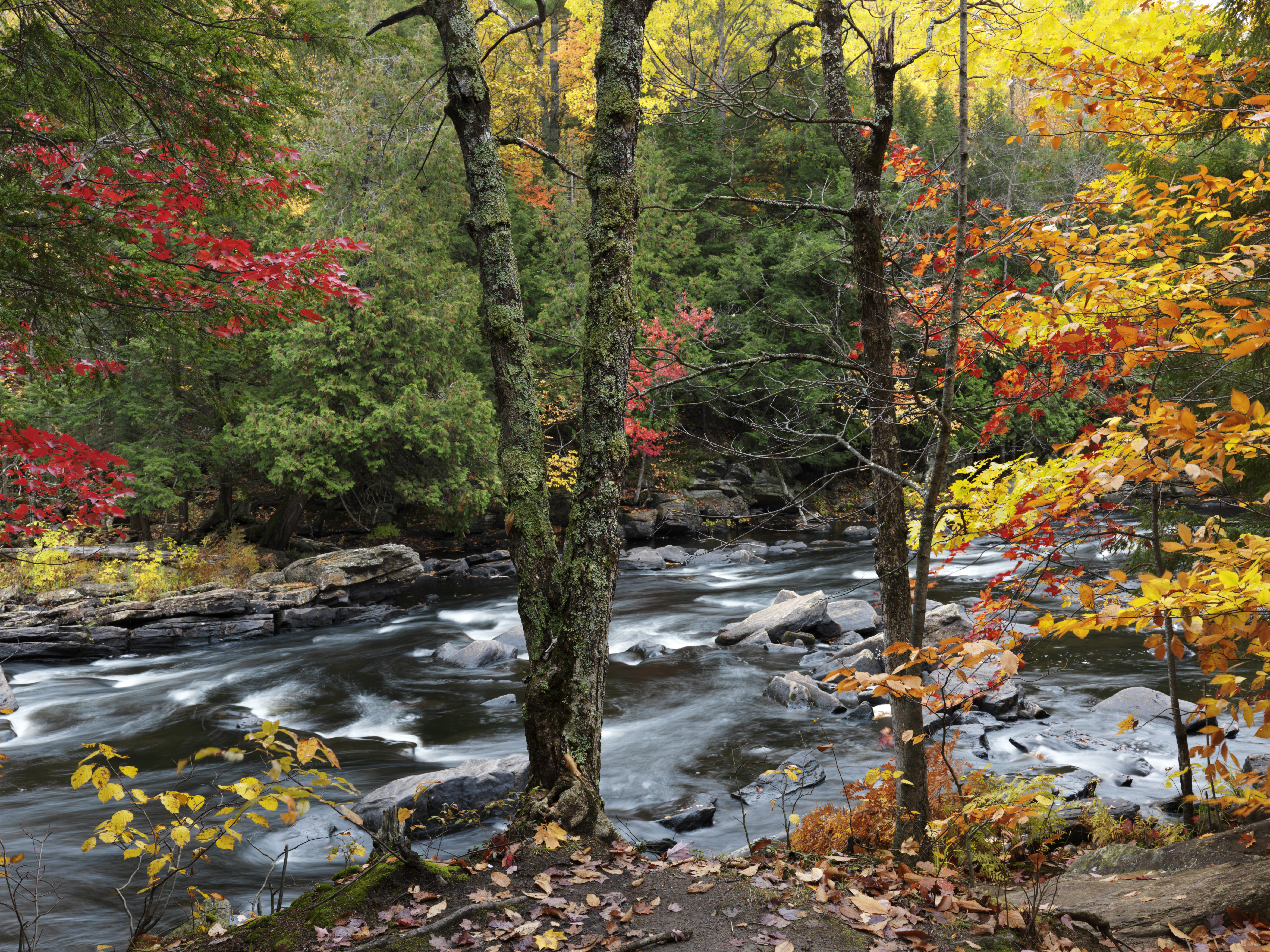 Tall, knotted and moss-covered trees crowd the shore of a river. The leaves are vibrantly colored yellow and red for the fall.