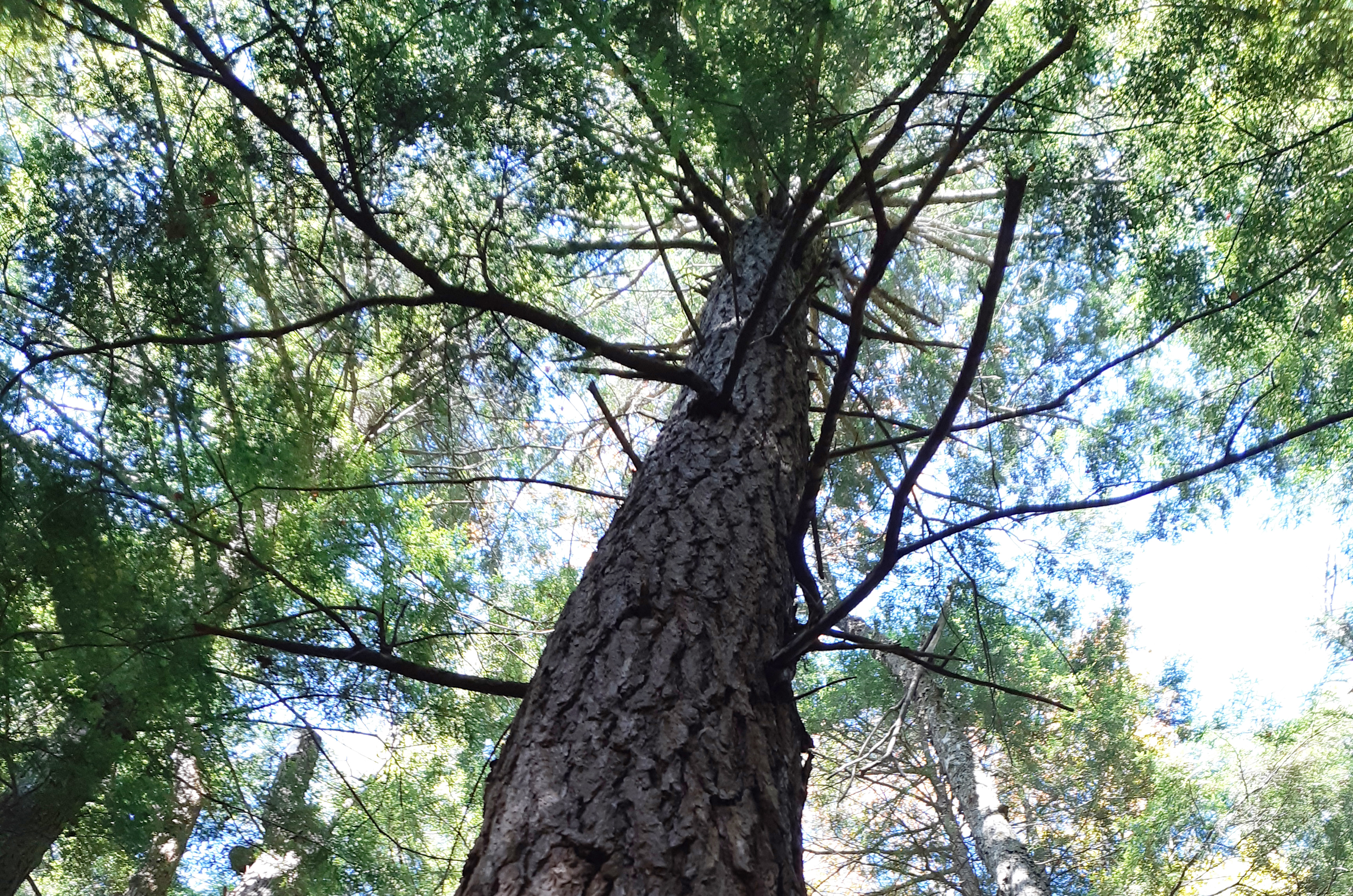 A tree climes into the sky, so high it's top is barely visible from below the branches. The leaves are backlit by the sun.