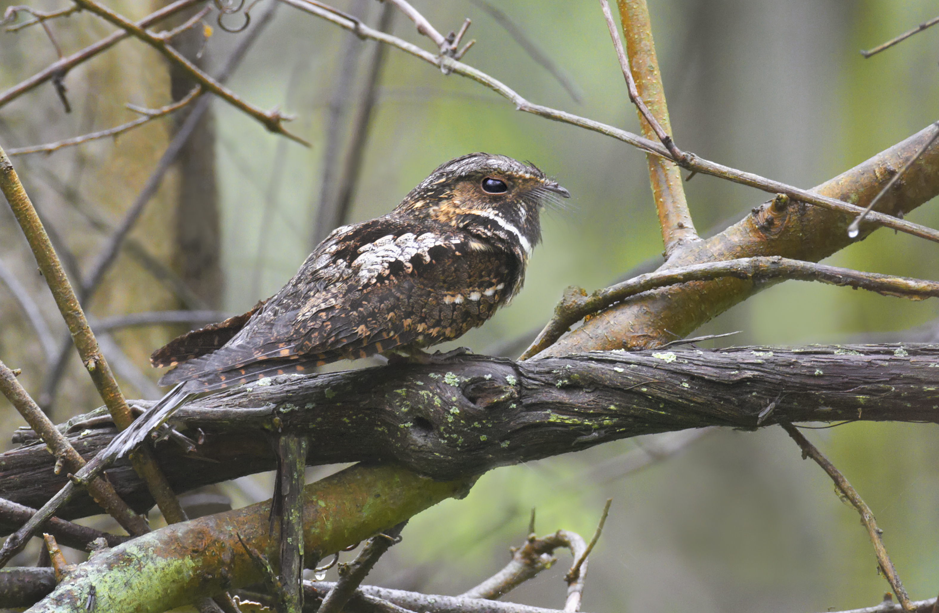 A nut-brown whippoorwill stands on a thick, bare branch. It looks at the camera over it's shoulder with narrowed eyes