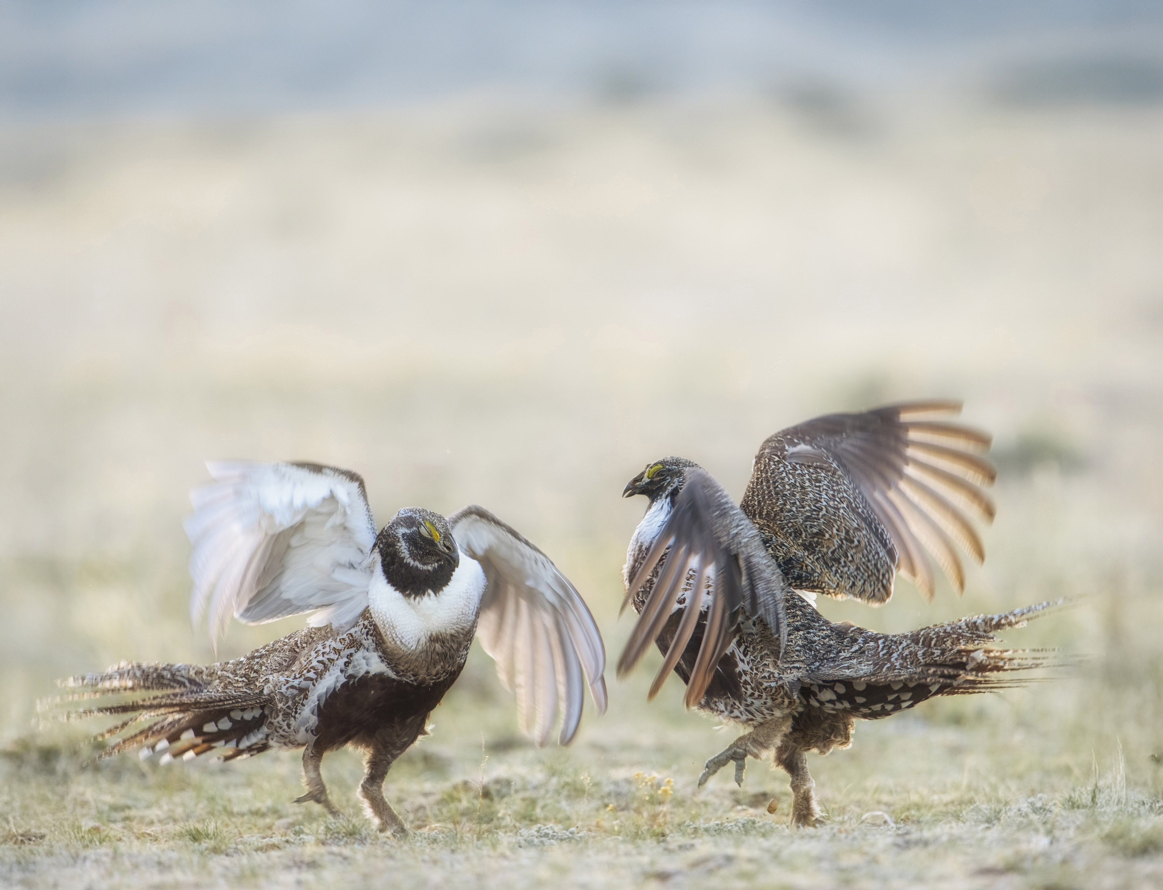 Two Sage Grouses
