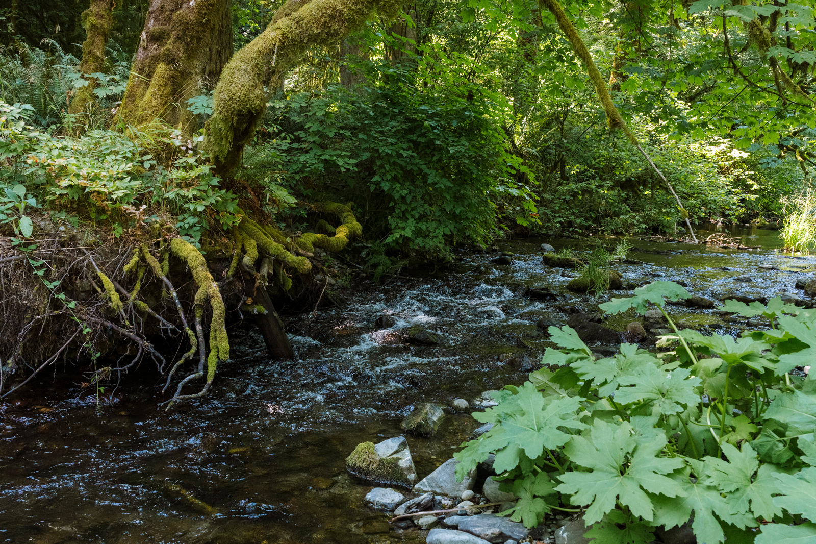 The Goldstream River surrounded by lush ferns, roots and moss-covered trees.