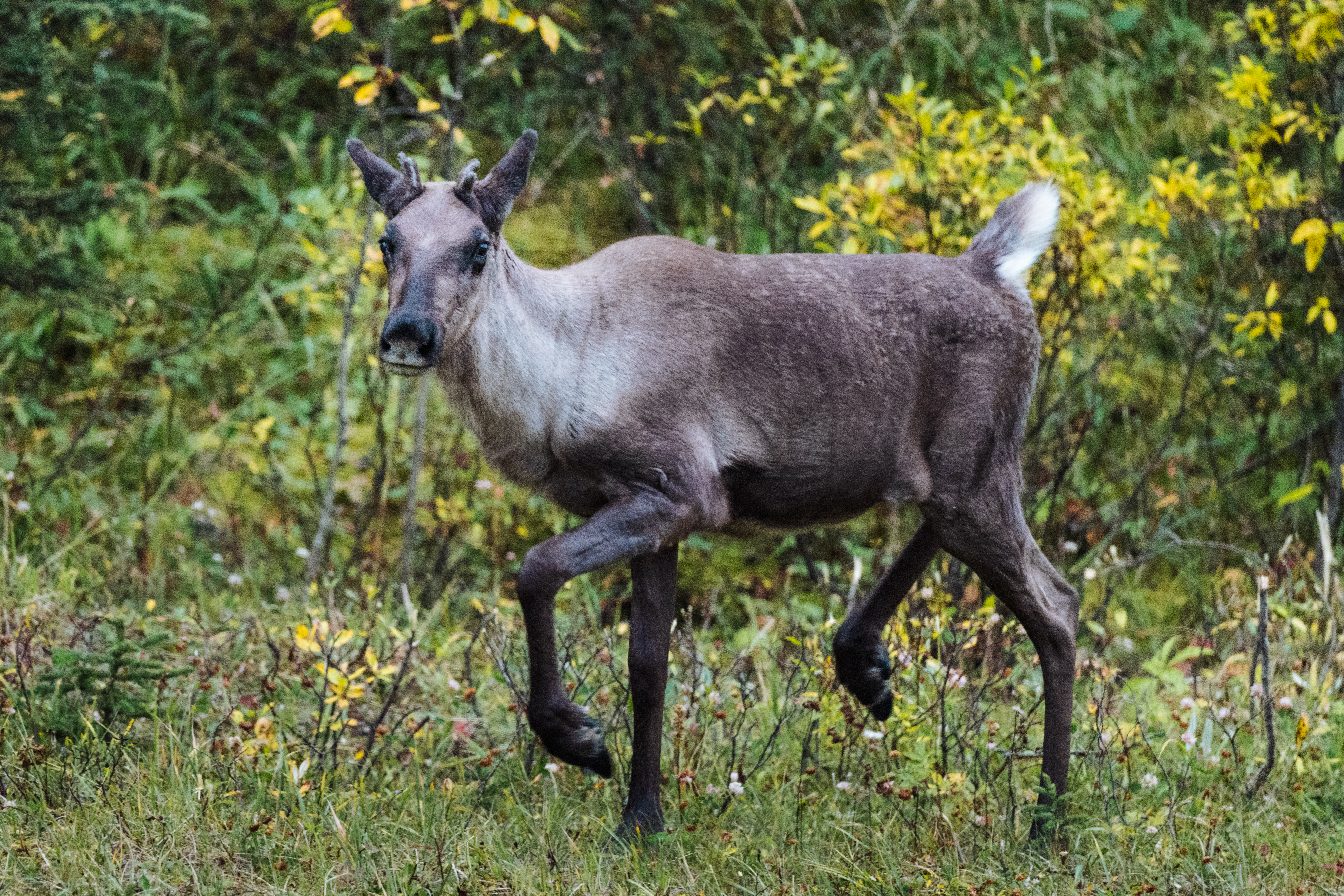 Boreal caribou in the field looking at the camera.