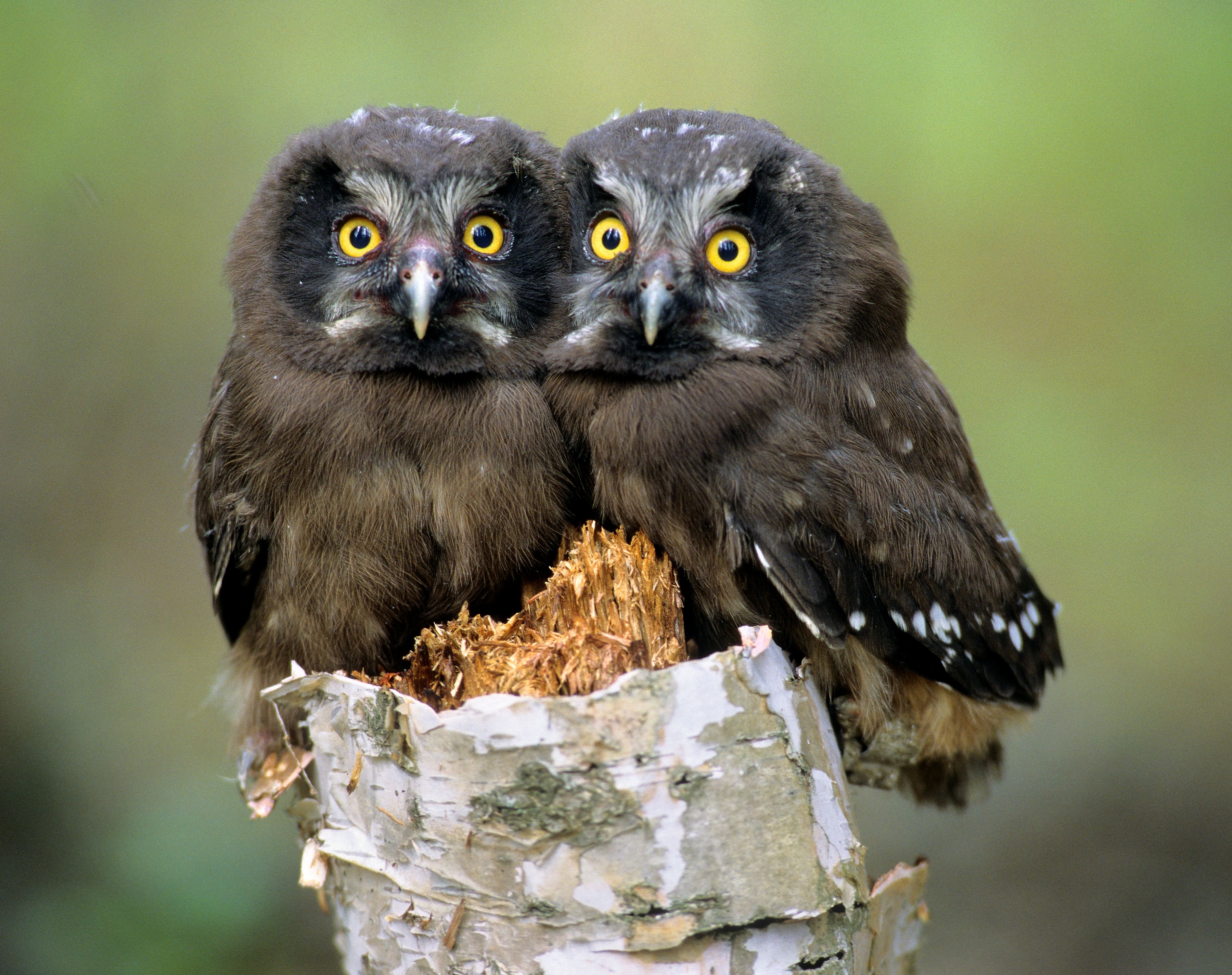 Boreal owl chicks on tree trunk.