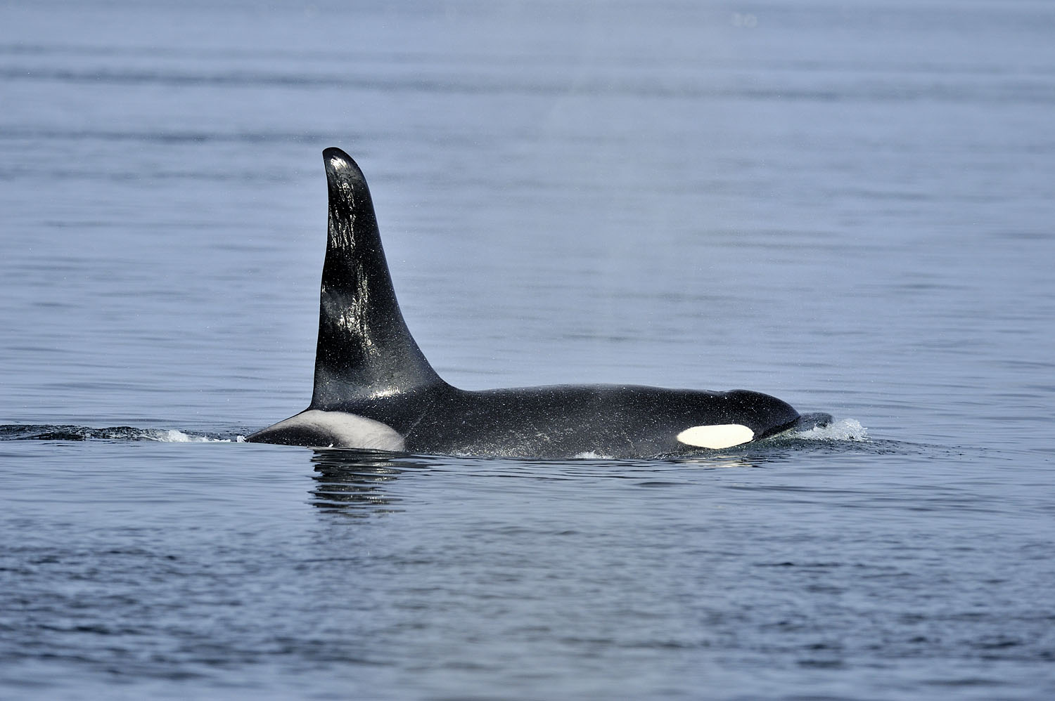 Close up of a southern resident killer whale.