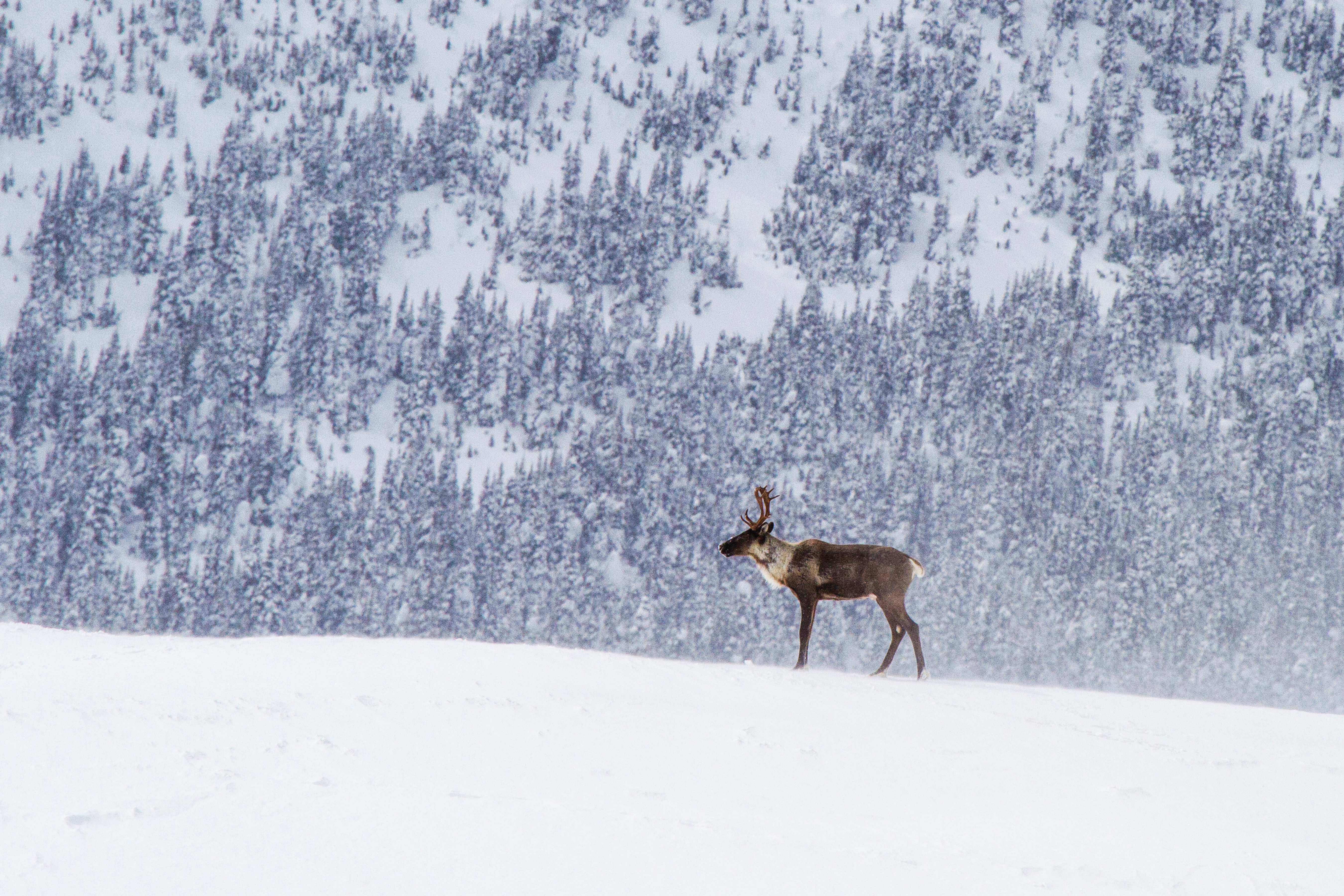 Southern mountain caribou in snowy mountain range.