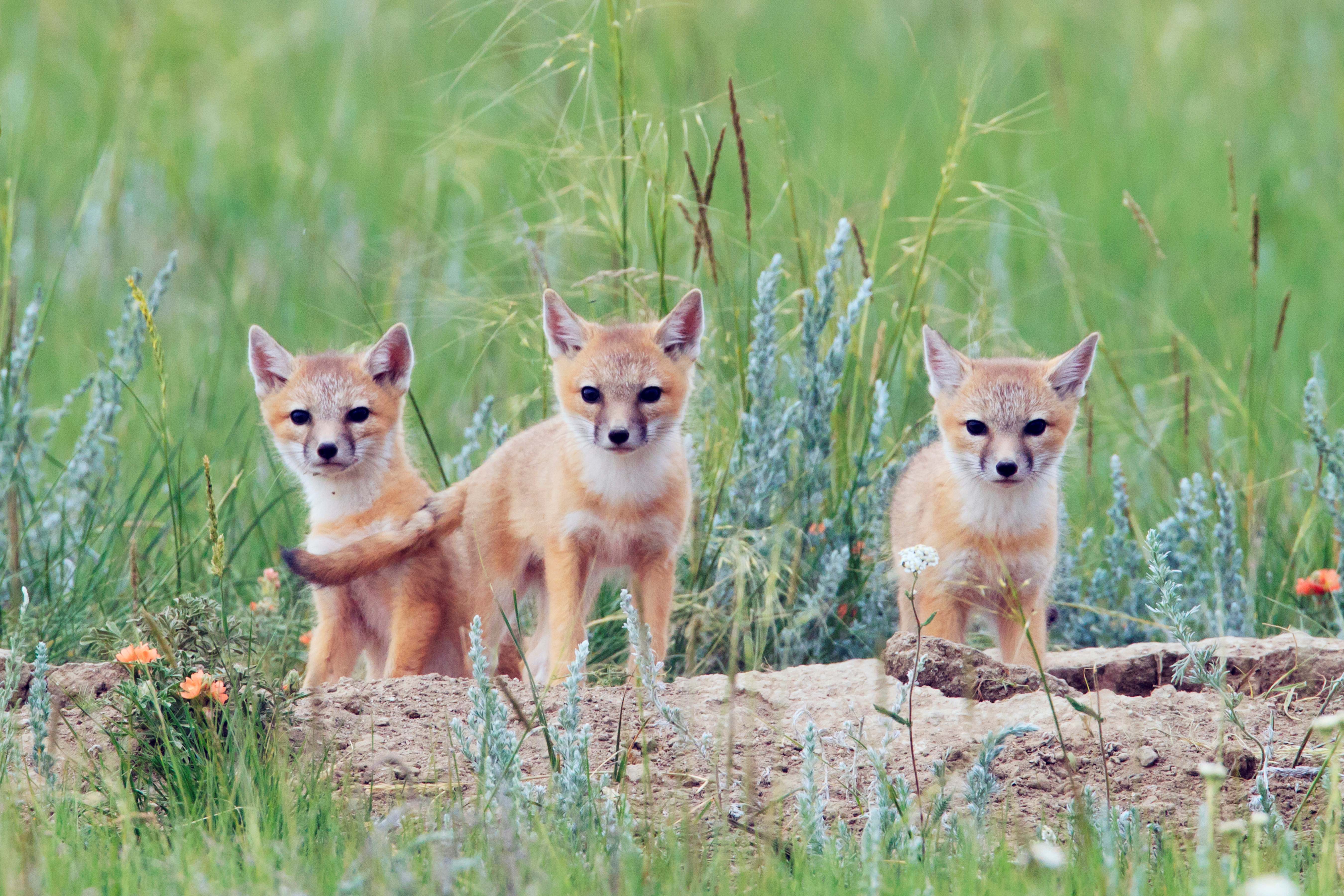Swift fox pups on the prairies.