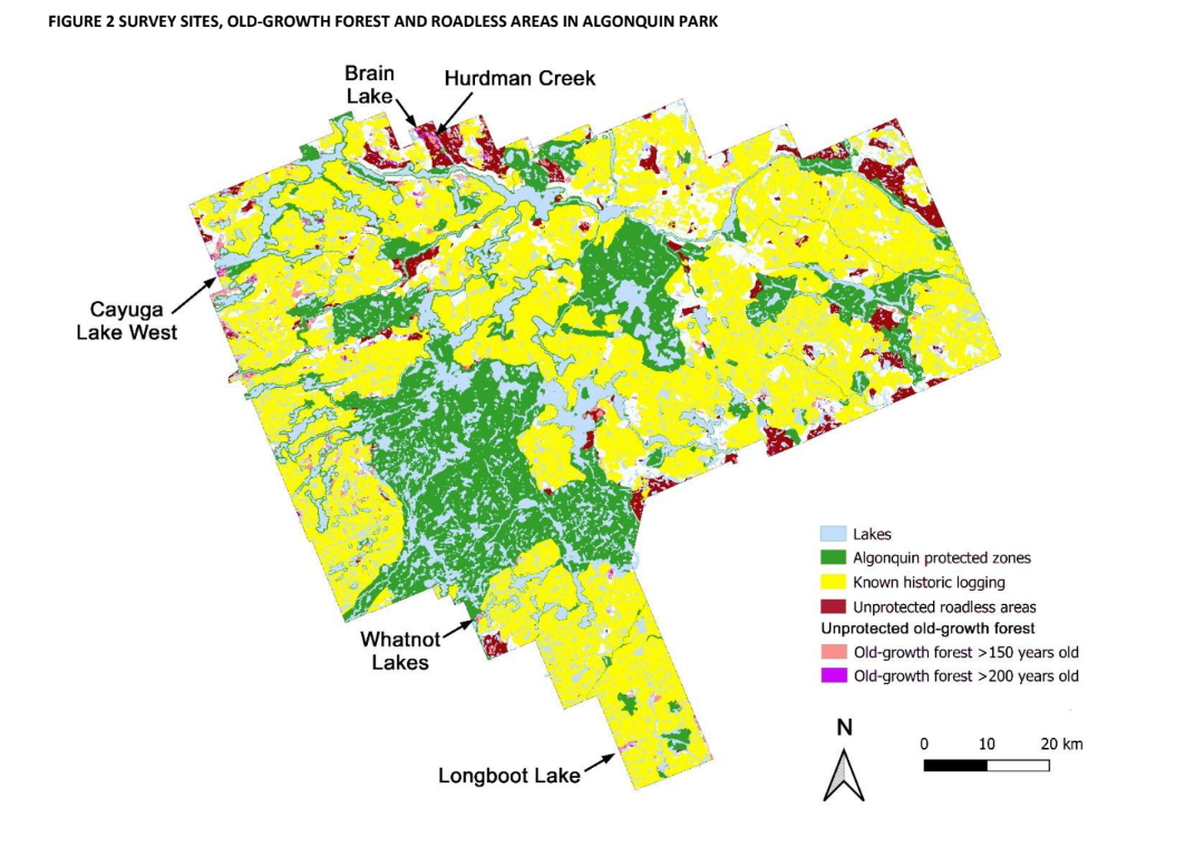 A map depicting different protection classifications and forest ages in Algonquin park. A large roadless area smattered with old-growth logging can be seen at the northern edge of the map.