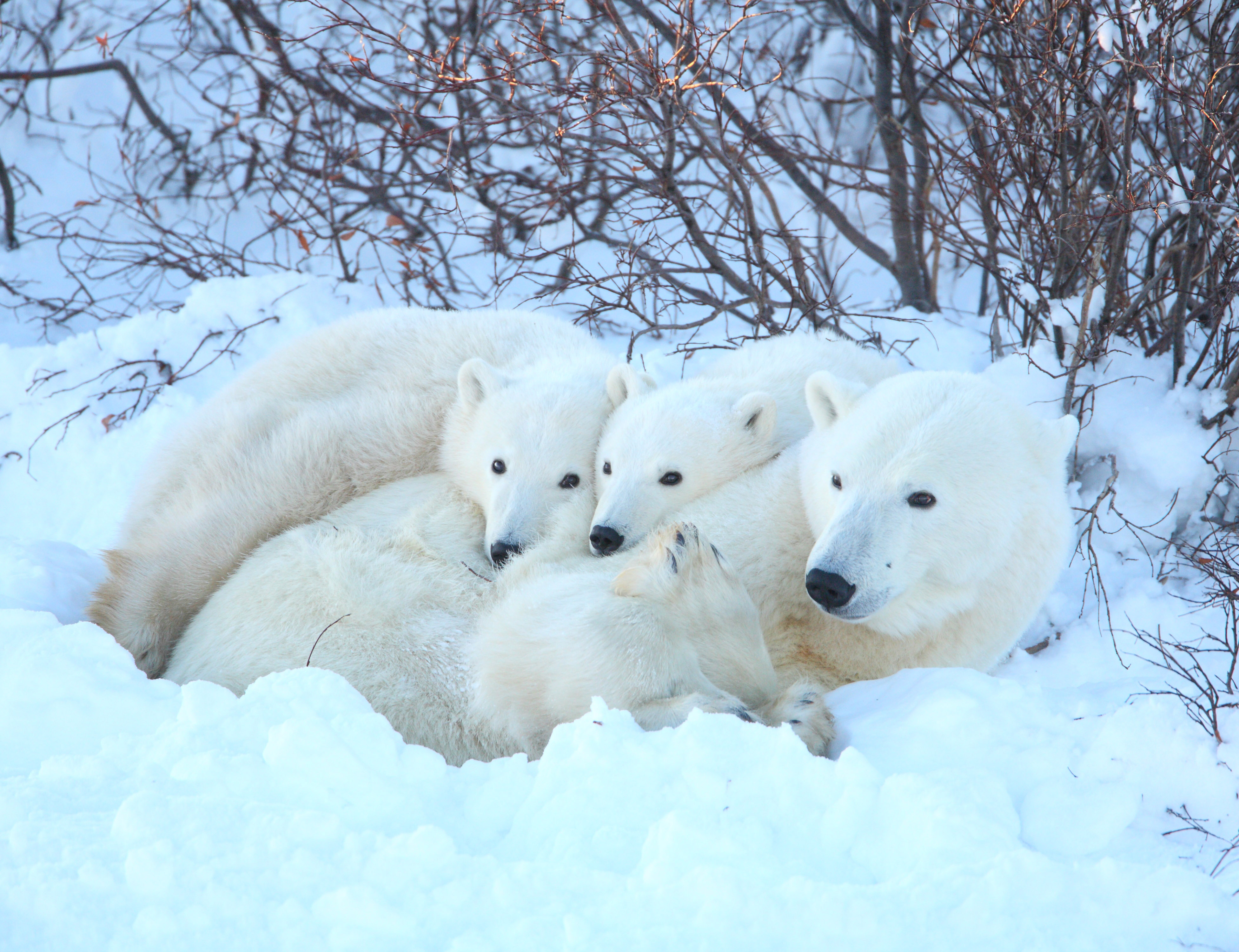 A polar bear family - a mom and two cubs - hanging out and cuddling together. End of image description.