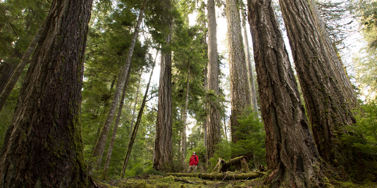B.C. at loggerheads over Douglas fir | Wilderness