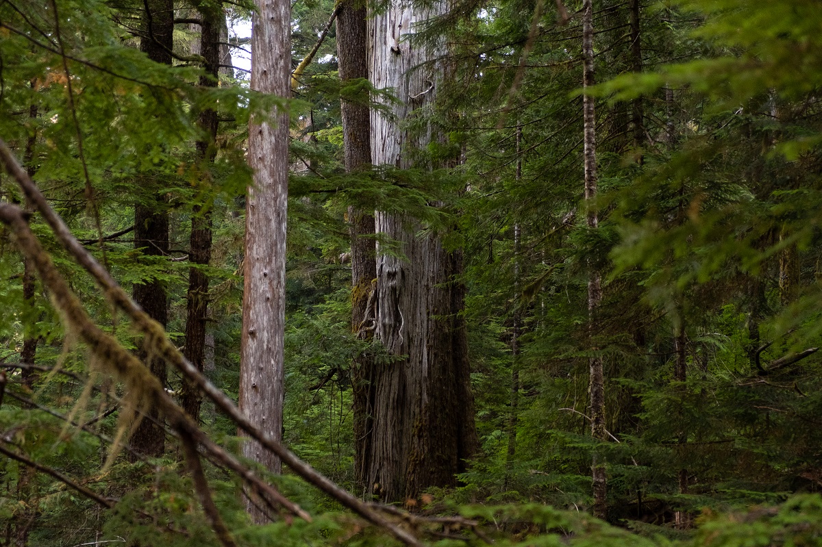 old-growth cedar