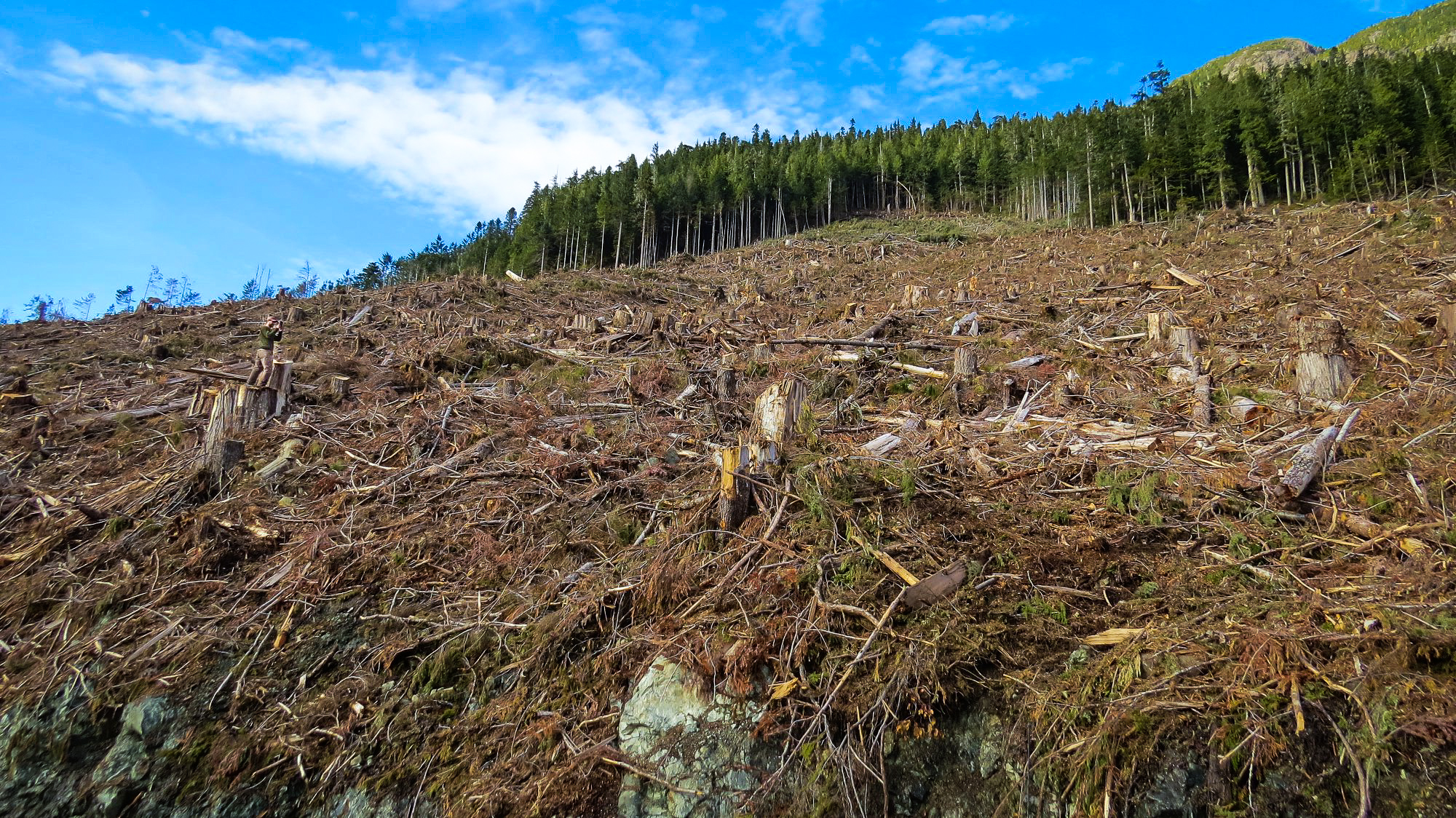 Sierra Club BC campaigner Mark Worthing in a clearcut at Schmidt Creek. Photo: Torrance Coste / Wilderness Committee