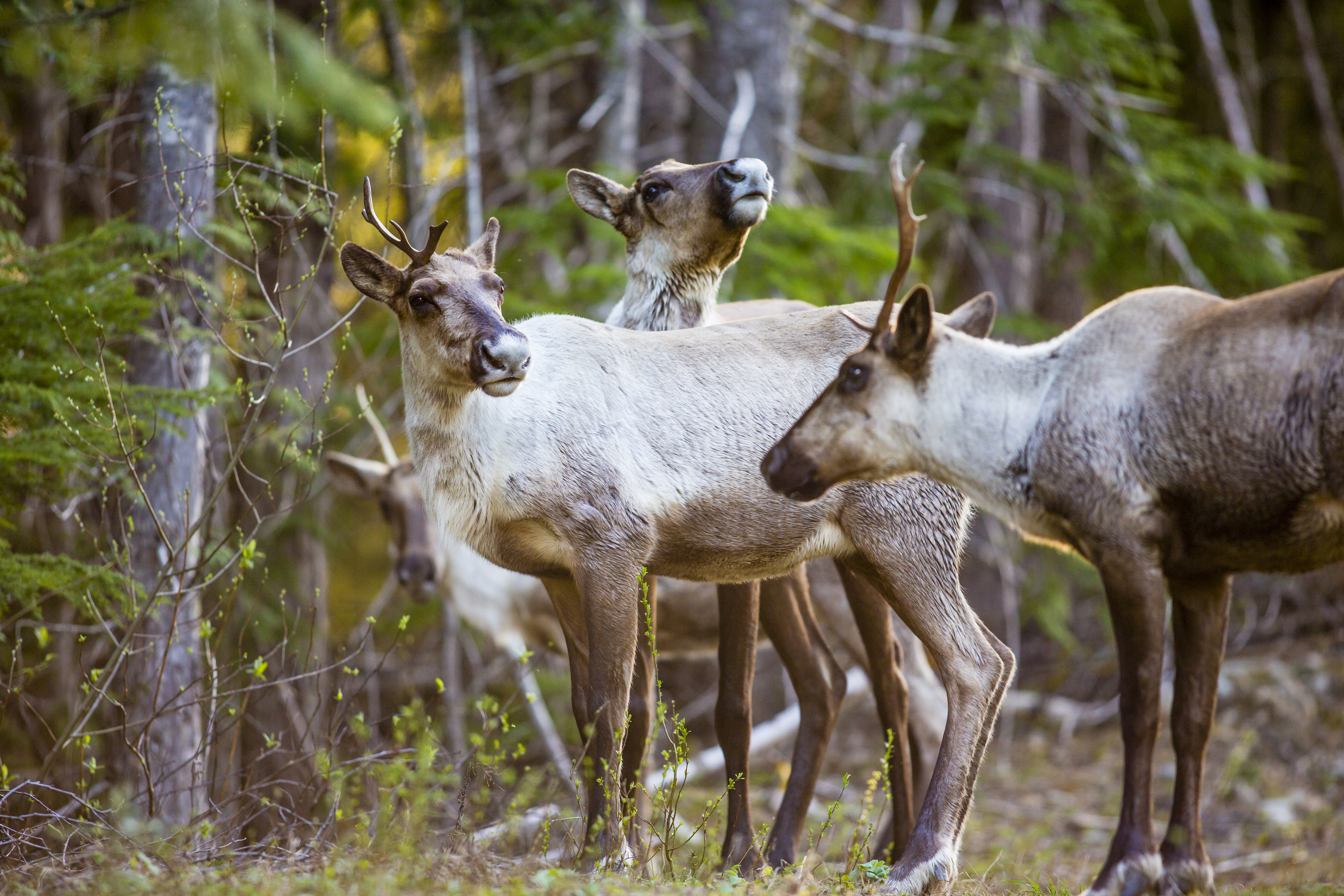 Southern mountain caribou herd, near Selkirk Mountains (David Moskowitz).