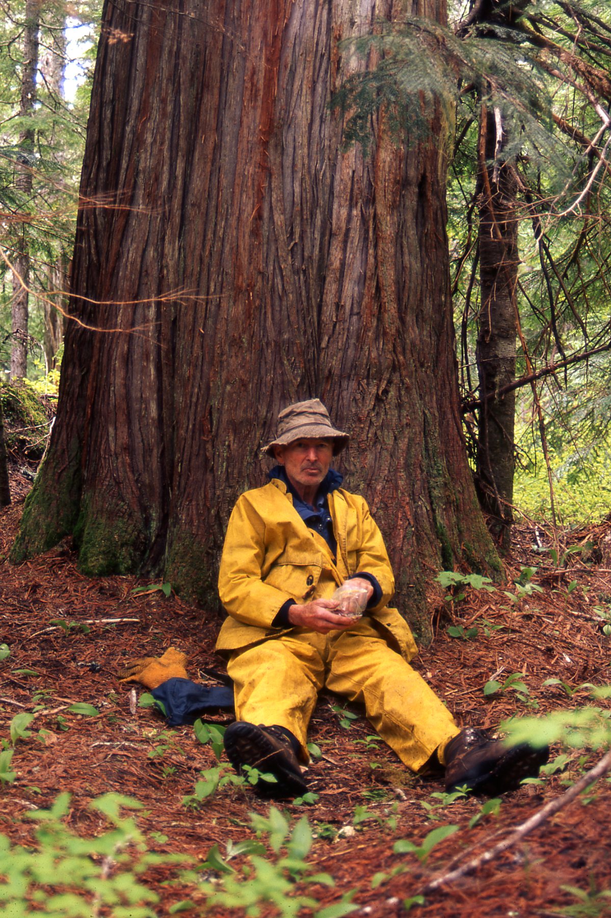 Don in his yellow rainsuit sitting at the base of a big old cedar tree, enjoying a rest and a snack.