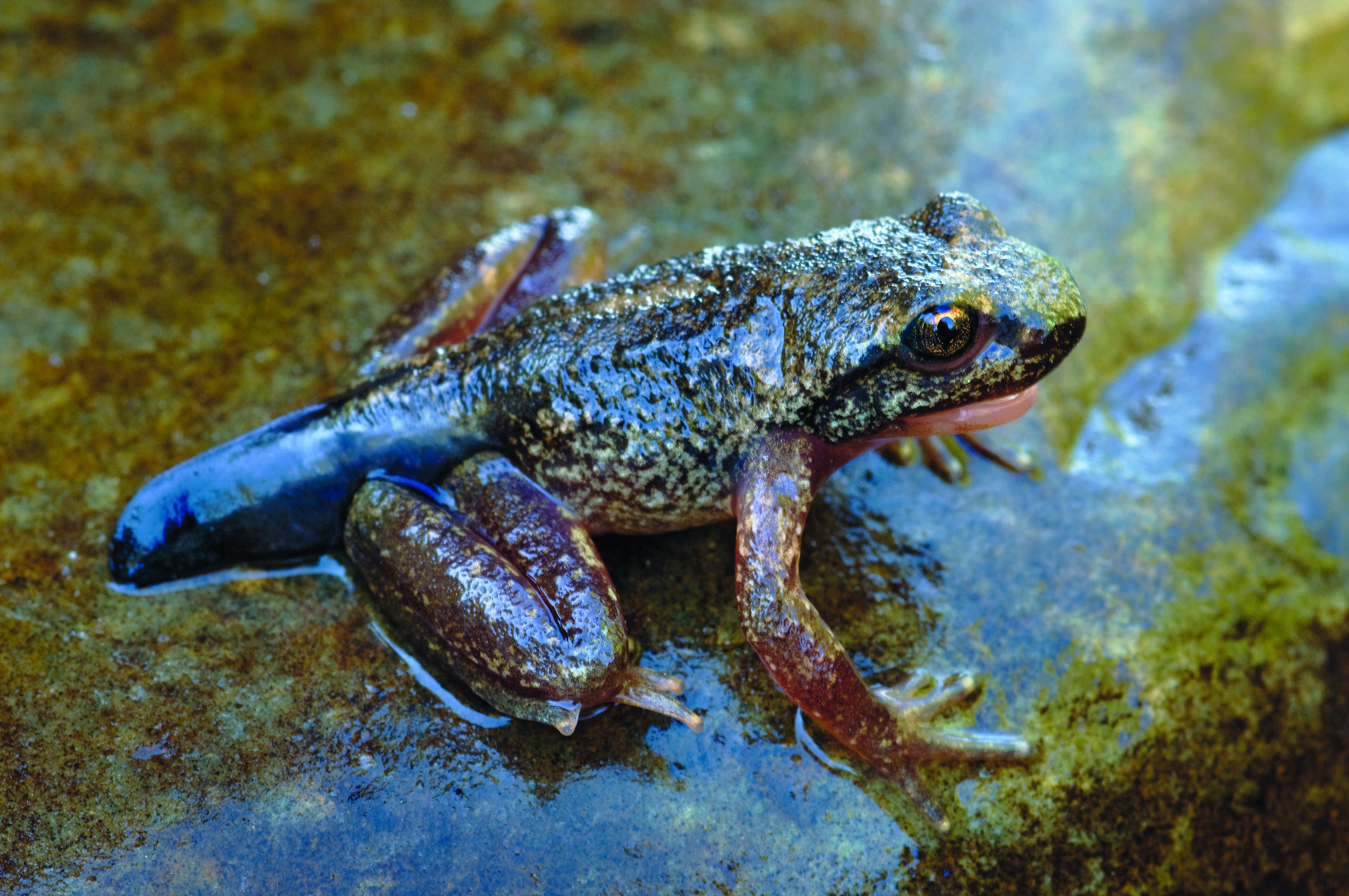 Photo: tailed frog (Wayne Lynch).