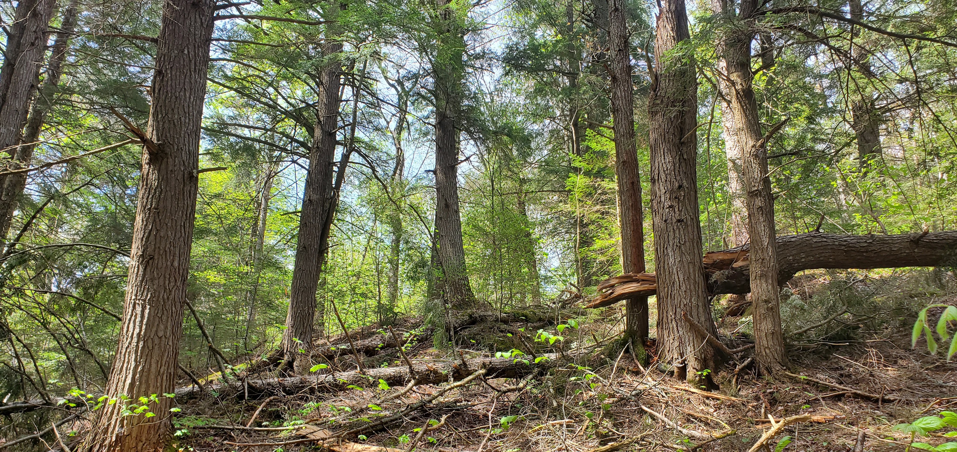 Algonquin old-growth forest