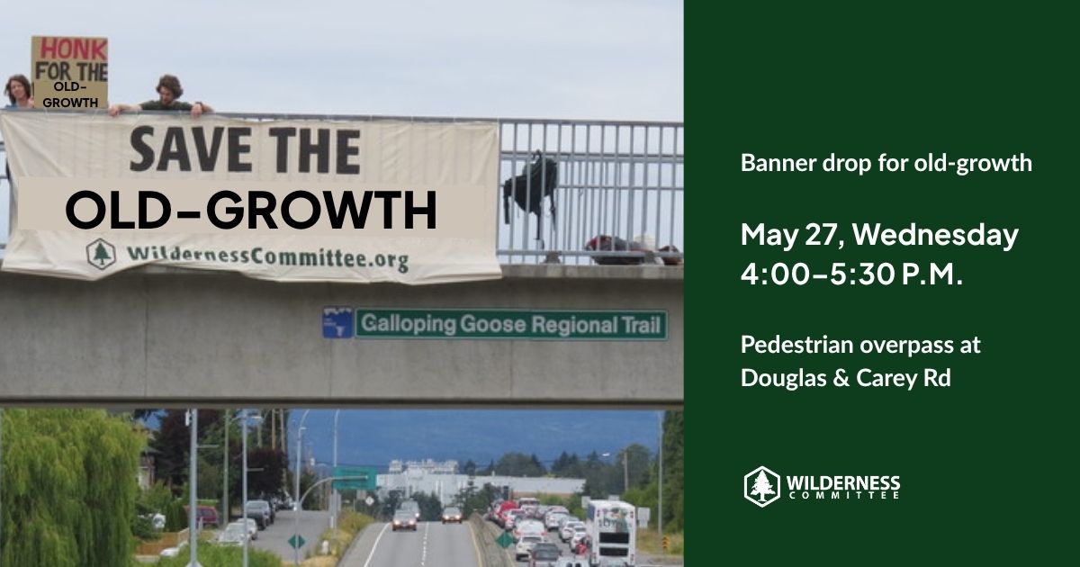 A photo of two people at a banner drop over a stream of traffic, holding up signs that say "save the old-growth." Text on the image says "banner drop for old-growth. May 17 Wednesday, 4 - 5pm. Pedestrian overpass at Douglas and Carey Rd." There is a logo of the Wilderness Committee at the bottom. End of image description.