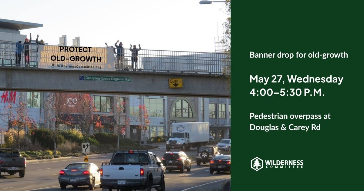 A group of people standing over an overpass holding up a banner that says "Protect Old-Growth". Text on the graphic says "Banner drop for old-growth, May 27, Wednesday, 4:00-5:00 PM. Pedestrian overpass at Douglas and Carey RD." End of image description.