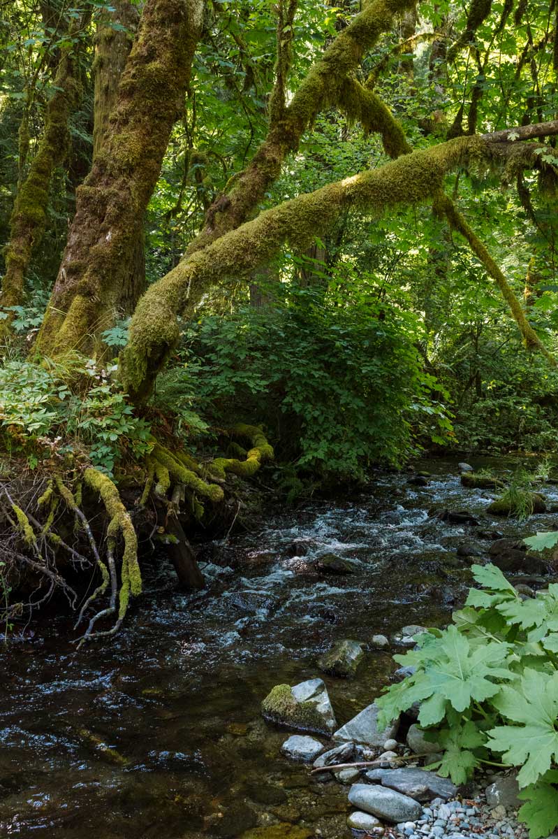 Goldstream River