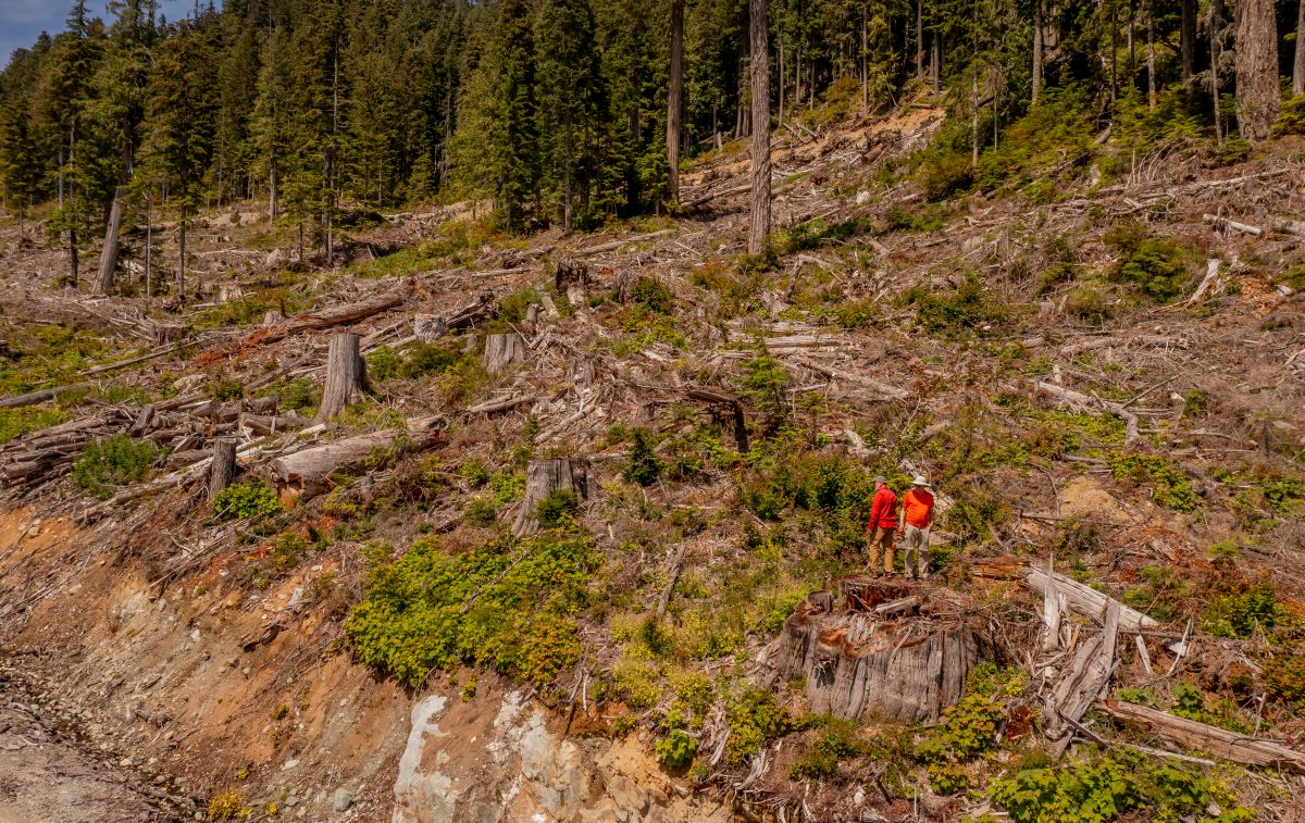 The Wilderness Committee's Joe Foy and Geoff Senichenko standing on top of old-growth redcedar stump, in logged federally designated spotted owl critical habitat, east of Fire Lake. (Photo: Agathe Bernard)